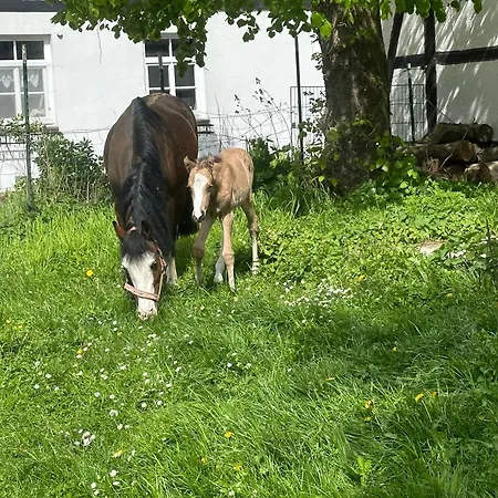 Tipi Zelt Auf Dem Ponyhof Roos Tente de luxe